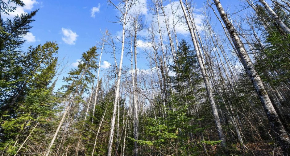 Terre/Terrain