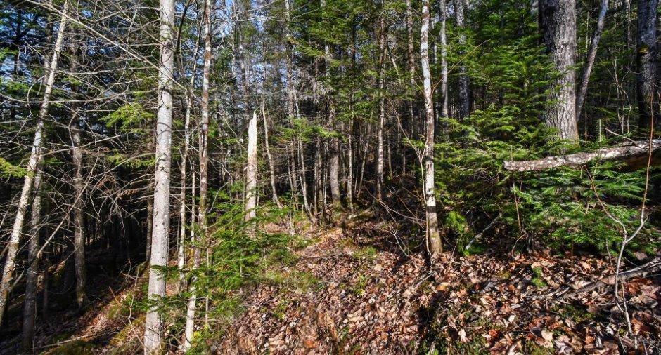 Terre/Terrain