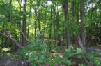 Woodland