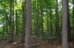 Woodland