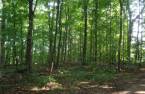Woodland