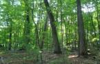 Woodland