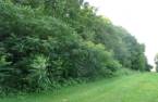 Woodland