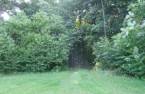 Woodland