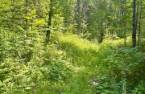 Terre/Terrain