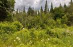 Terre/Terrain