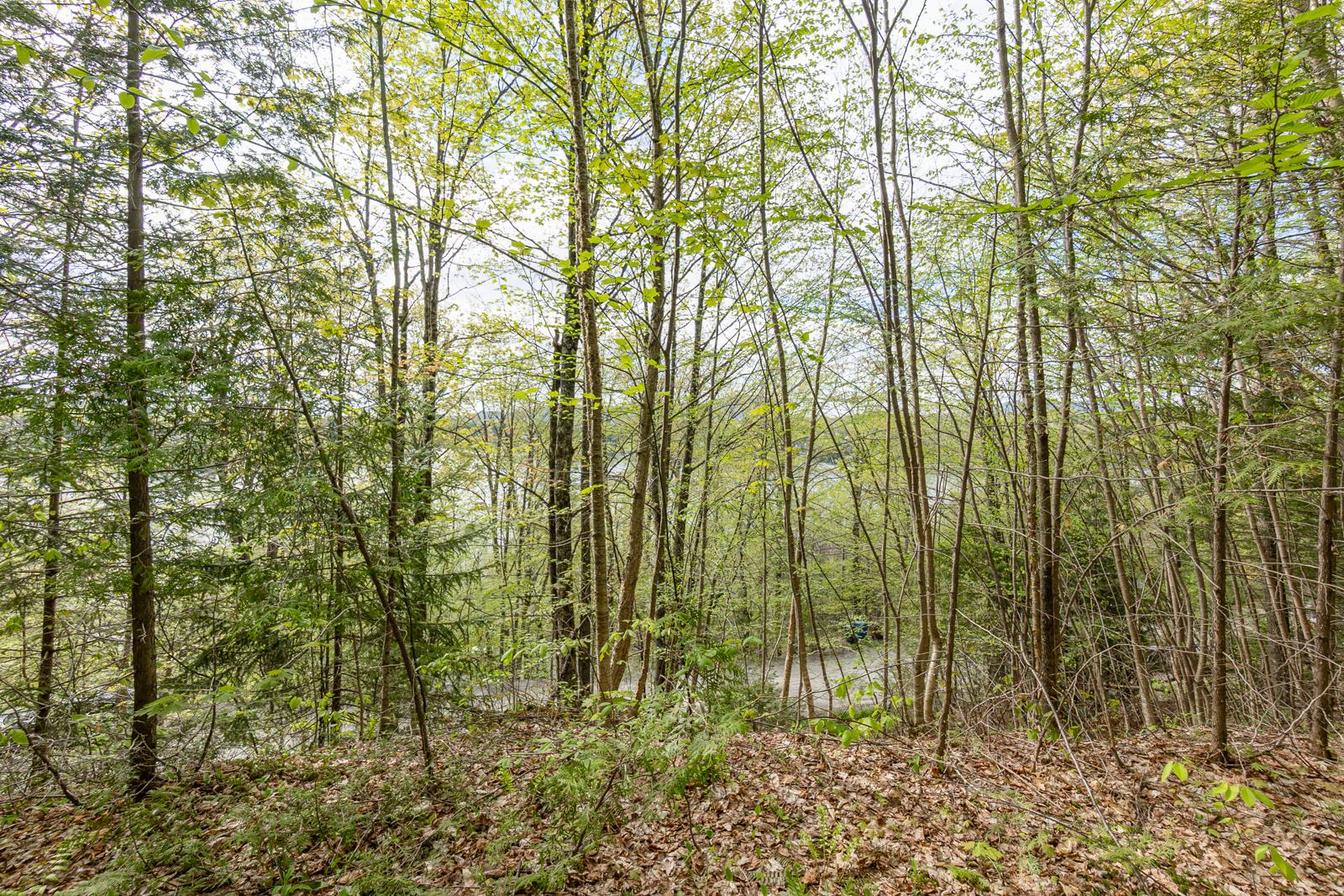 Terre/Terrain