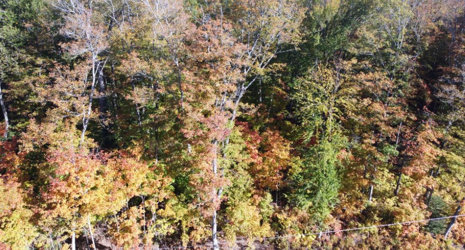 Overall View