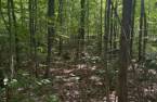 Terre/Terrain