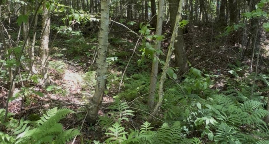 Terre/Terrain