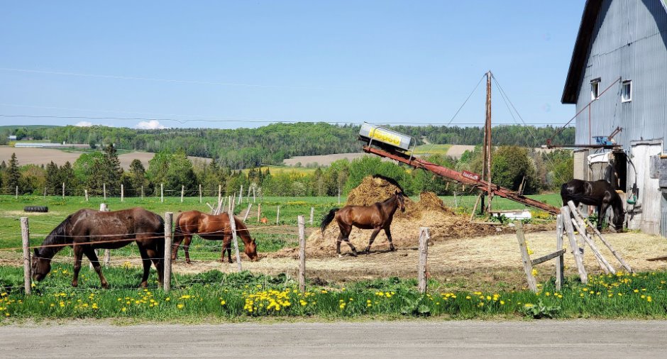Stable