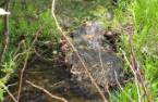 Accès au plan d'eau