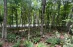 Terre/Terrain