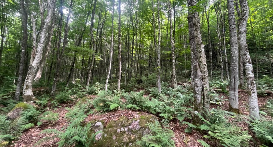 Terre/Terrain
