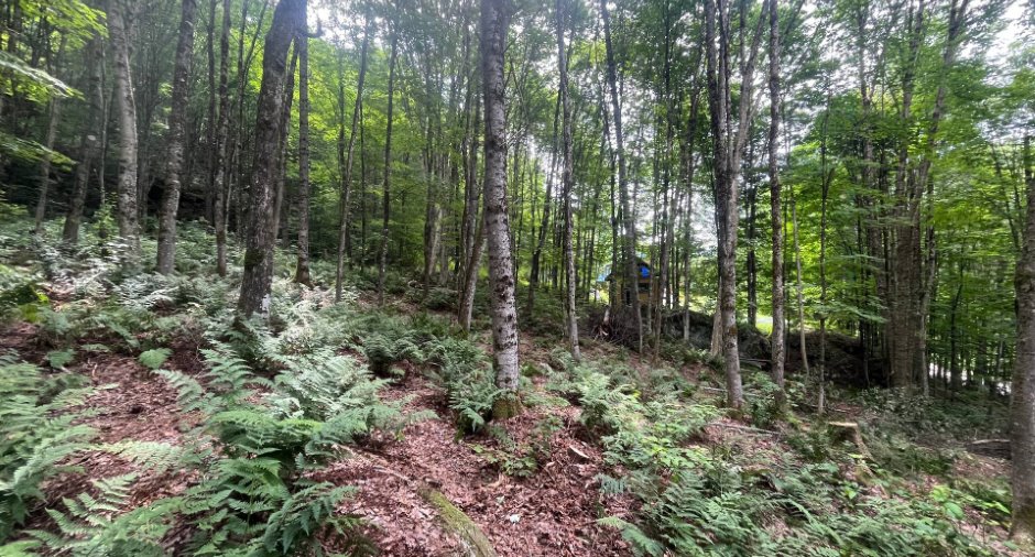 Terre/Terrain