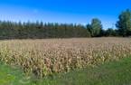 Terre/Terrain