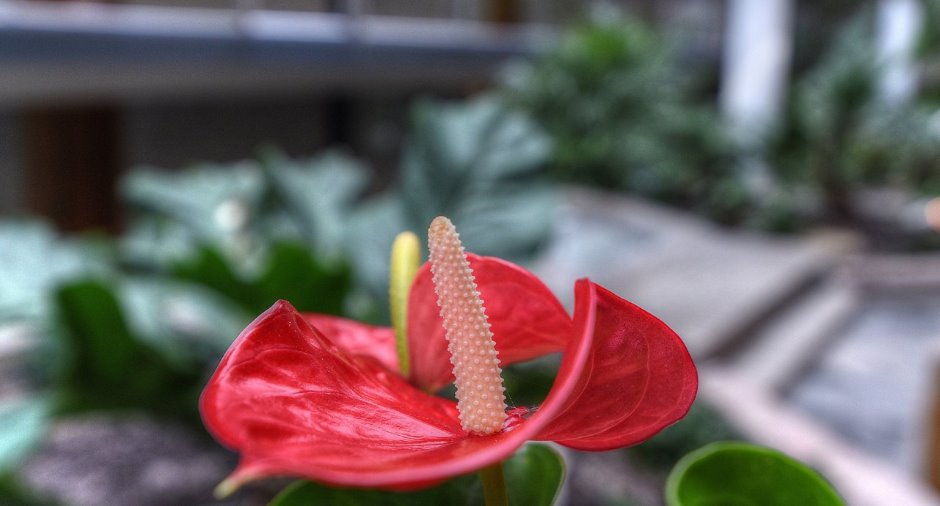 Jardin
