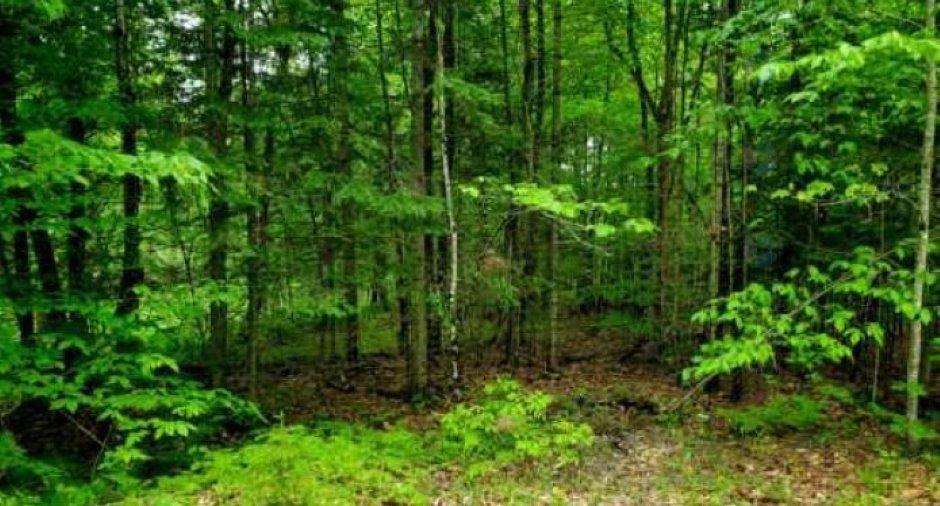 Terre/Terrain