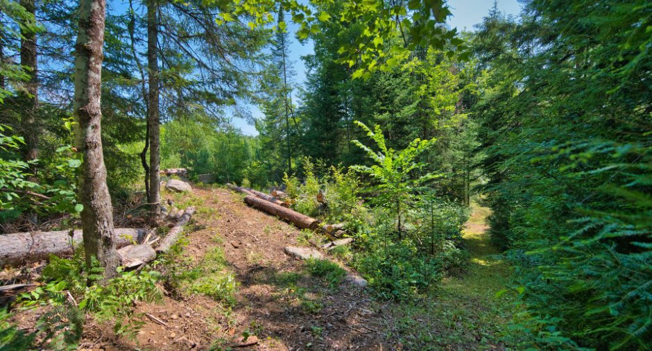 Wooded area