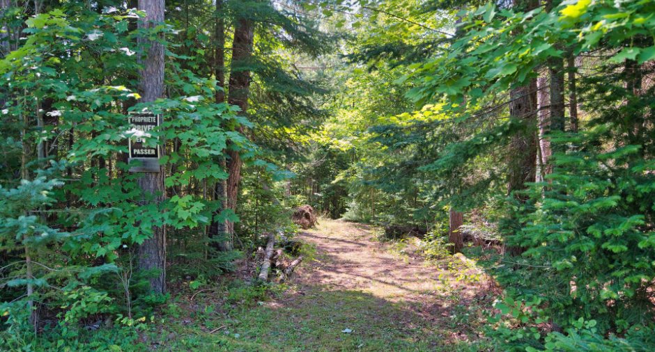 Wooded area