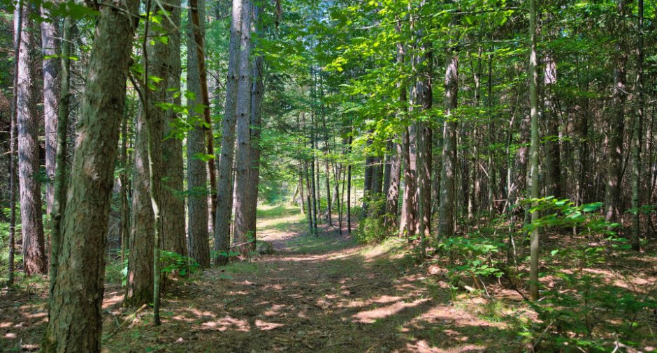 Wooded area
