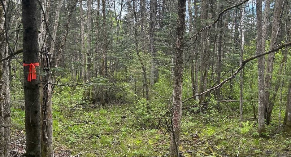 Terre/Terrain