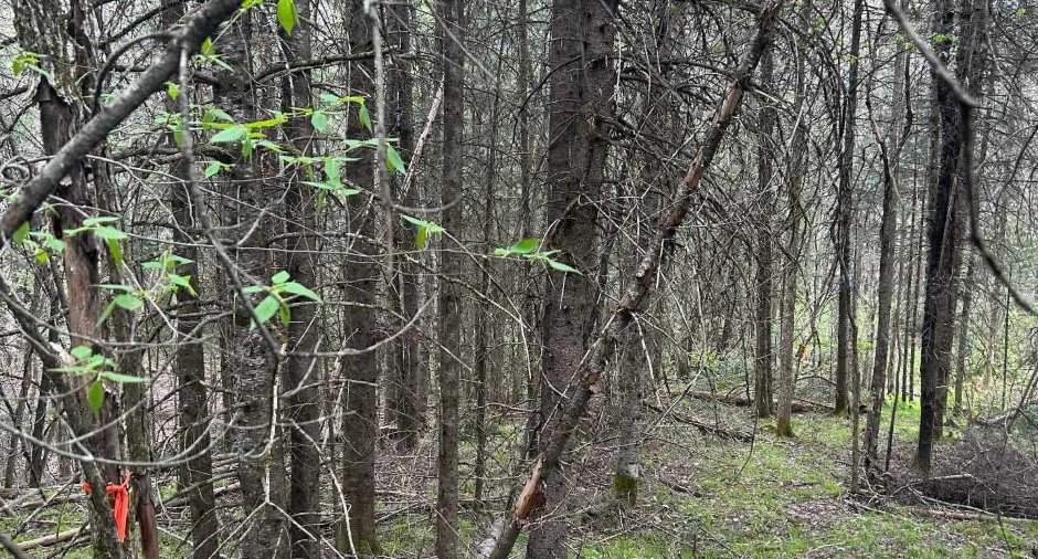 Terre/Terrain