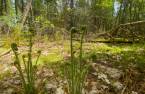 Land/Lot