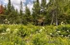 Land/Lot