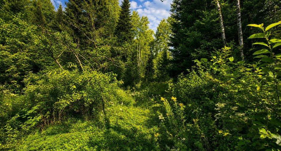 Terre/Terrain