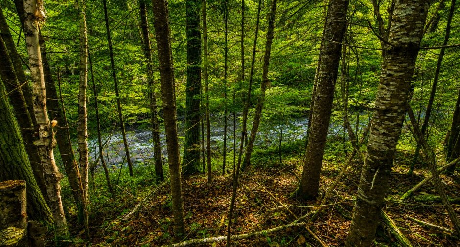 Accès au plan d'eau