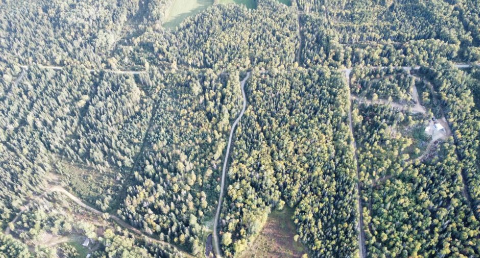 Wooded area