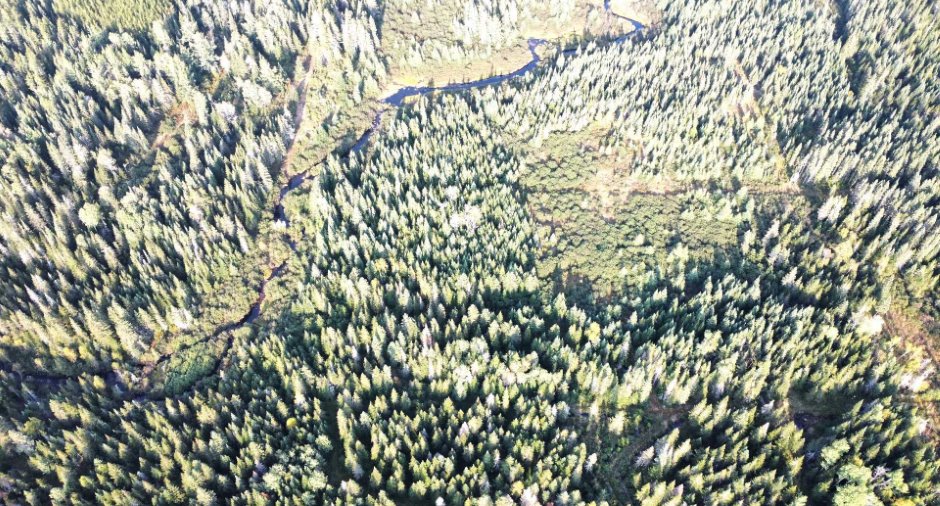 Wooded area