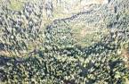 Wooded area