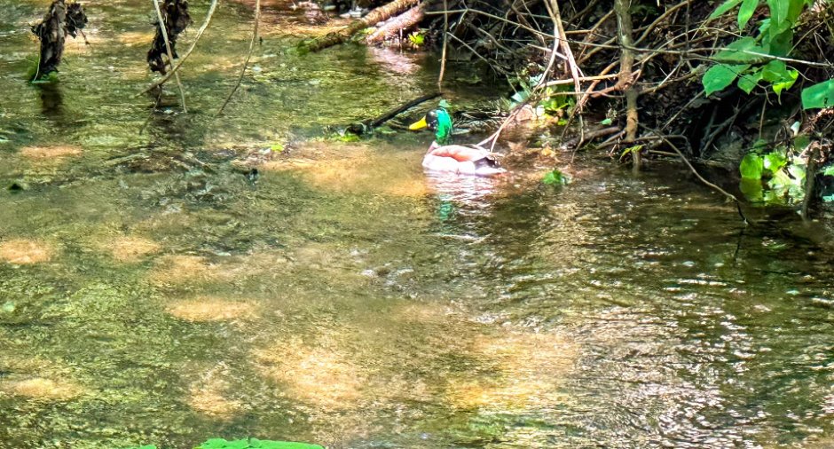 Bord de l'eau