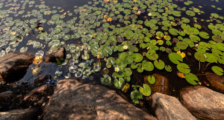 Bord de l'eau