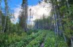 Terre/Terrain