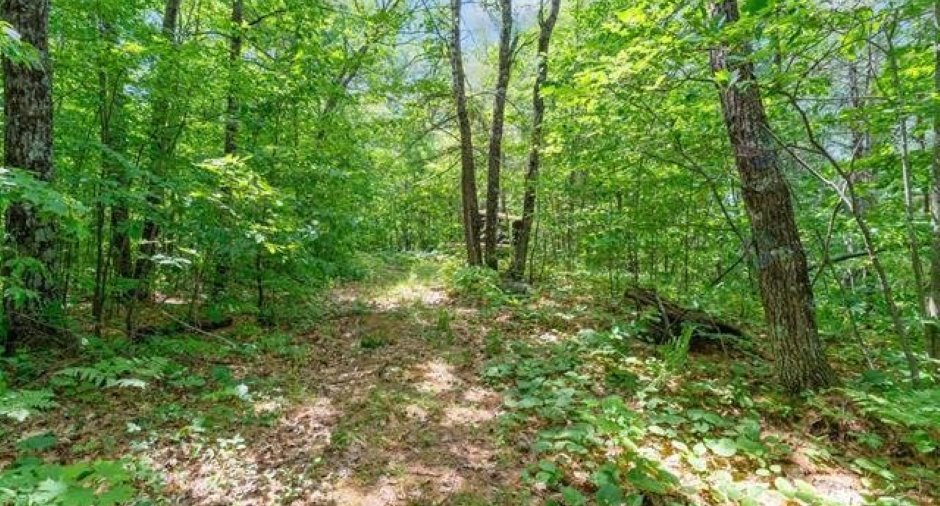Wooded area