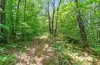 Wooded area