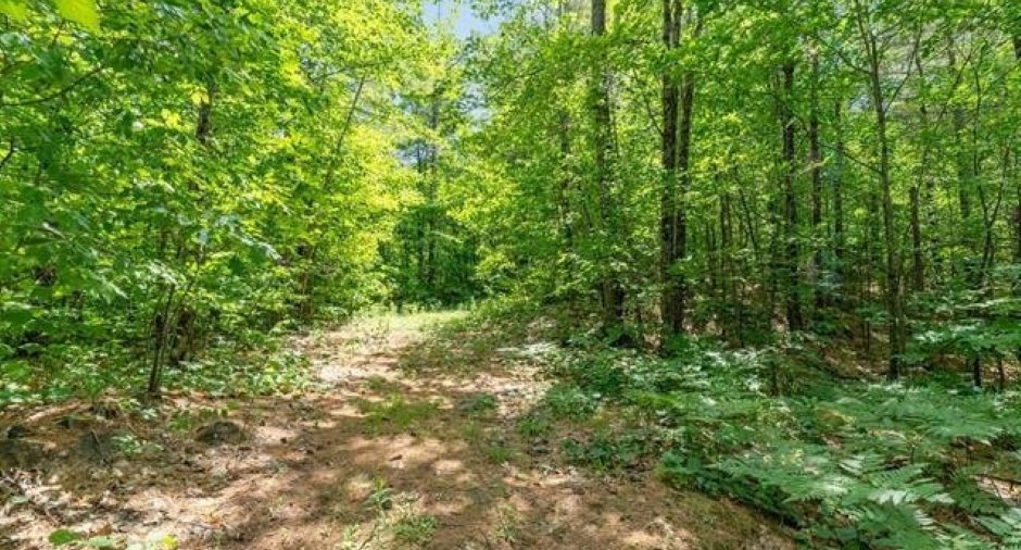 Wooded area
