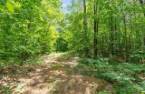 Wooded area