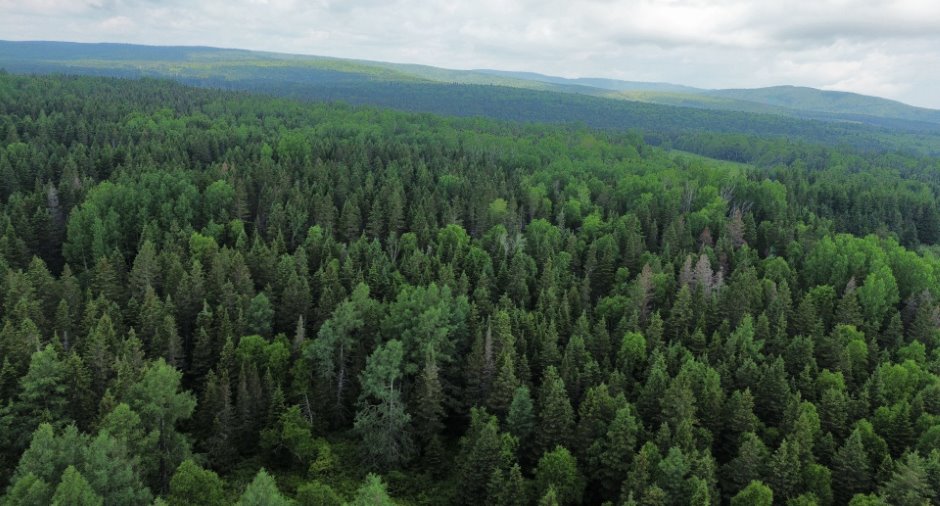 Terre à bois