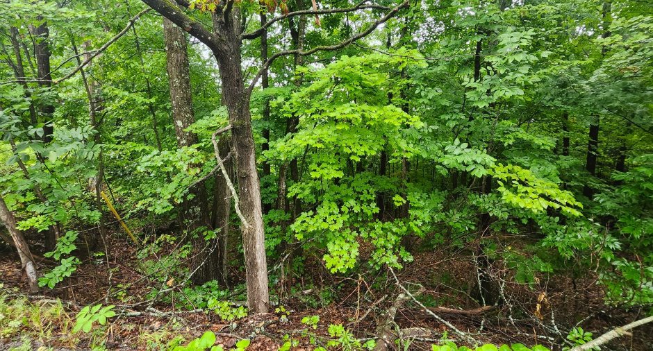 Terre/Terrain