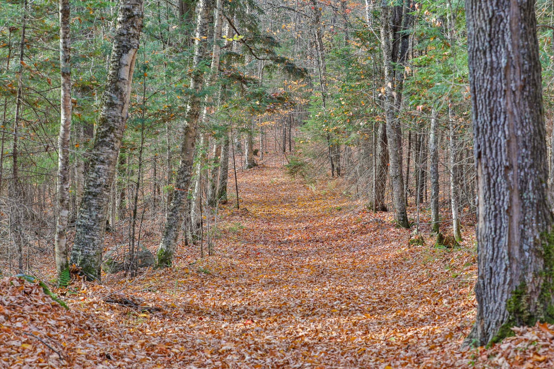 Terre/Terrain