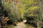 Boisé
