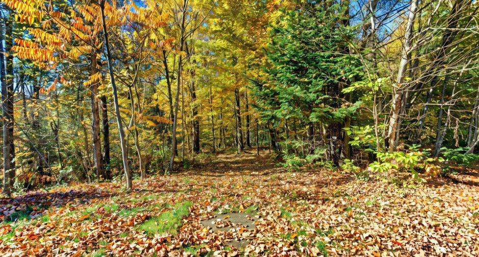 Wooded area