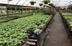 Greenhouse