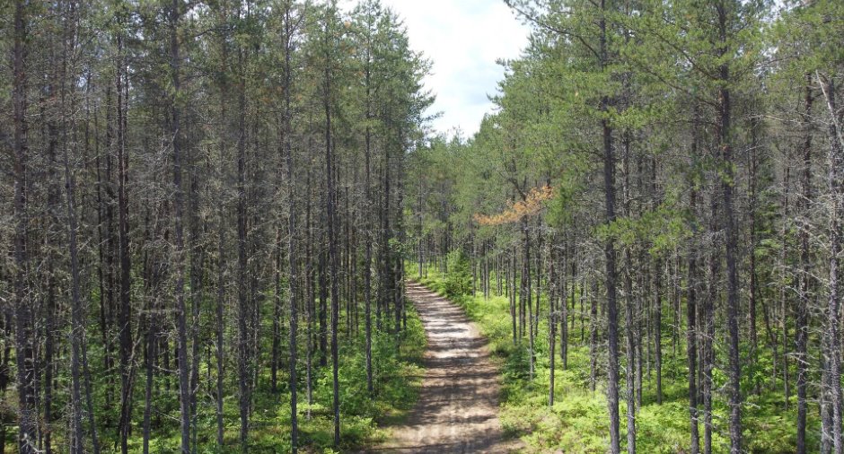 Terre à bois