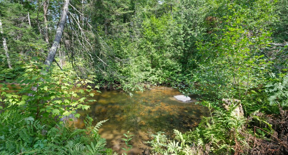 Bord de l'eau