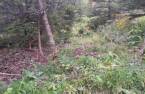 Terre/Terrain